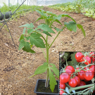 Tomate cerise rouge
