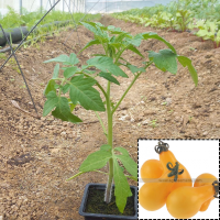 Tomate cerise jaune