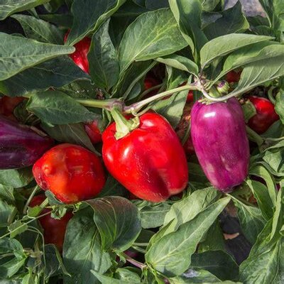 Plant poivron oda