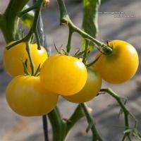 Plant tomate coco-mirabelle