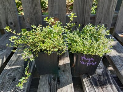 Thym serpolet 0.5 l