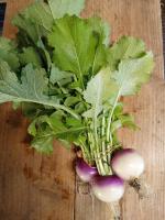 Navet botte 'collet violet'