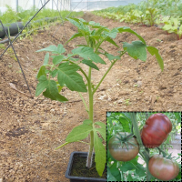 Tomate ancienne noir de crimée