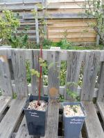 Ronce sans épine thornless evergreen 1.5l