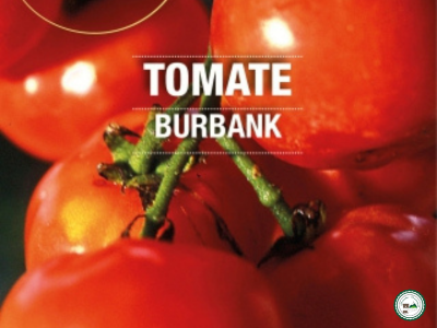 Plant tomate 'burbank'