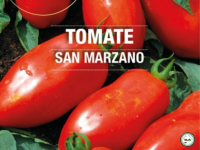 Plant tomate 'san marzano'