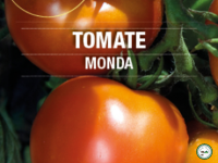 Plant tomate 'monda'