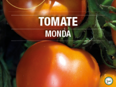 Plant tomate 'monda'