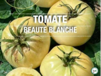 Plant tomate 'beauté blanche'