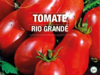 Plant tomate 'rio grande'