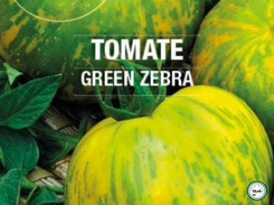 Plant tomate 'green zebra'