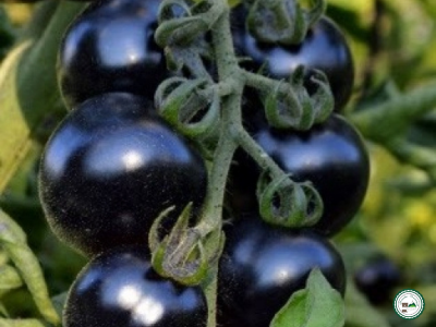 Plant tomate 'bosquet bleu'