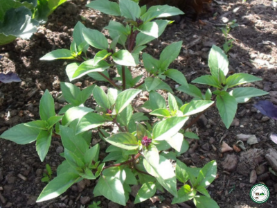 Plant de basilic 'thaï'