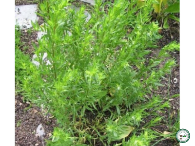 Plant 'estragon russe'