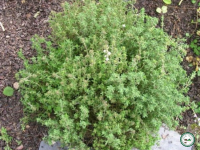 Plant de thym