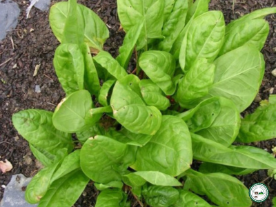 Plant d'oseille vert