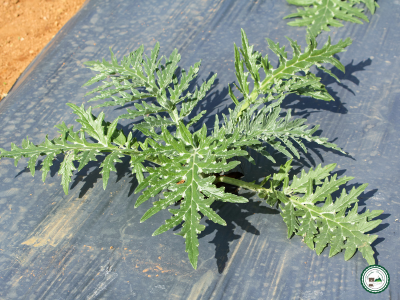 Plant d'artichaut