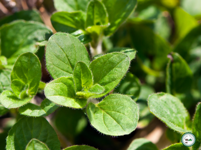 Plant d'origan