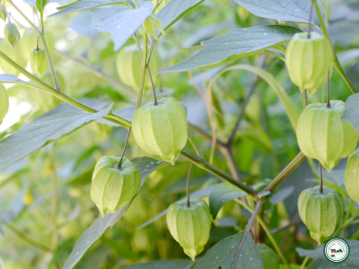 Plant 'tomatillo'