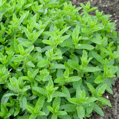 Plant aromatique menthe nanah marocaine