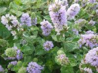 Plant aromatique menthe pamplemousse