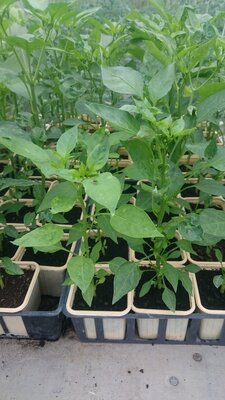 Plant de piment doux jalapano ruben en godet