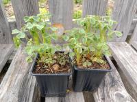 Oca du pérou - 0.5 l