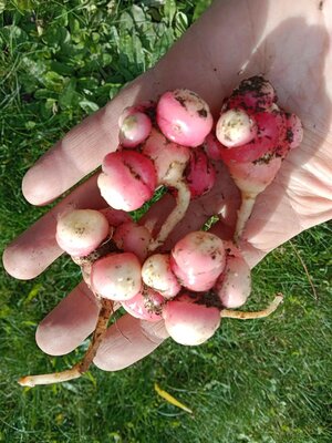 Oca du pérou - 5 tubercules