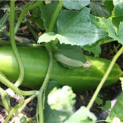 Plant de melon charentais