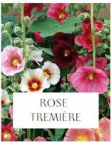 Plant de rose trémière (fleurs comestibles)