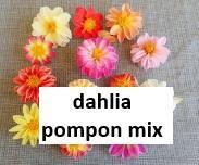 Plant de dahlia