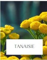 Plant de tanaisie