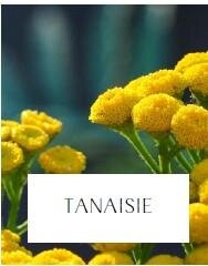 Plant de tanaisie
