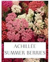 Plant de achillée
