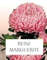 Plant de reine-marguerite