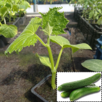 Concombre long