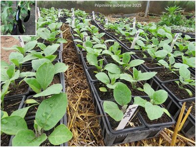 Plant aubergine - longue violette (précoce)