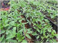 Plant tomate - indigo blue