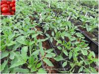 Plant tomate - rio grande (conserve/coulis)