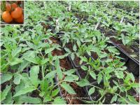 Plant tomate - summer cider