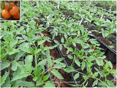 Plant tomate - summer cider