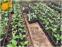 Plant poivron - carre d'asti