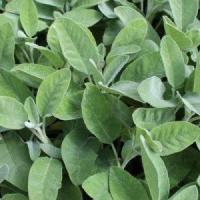Plant sauge officinale