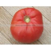 Plant tomate - belmonte