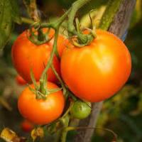 Plant tomate - kaki coing
