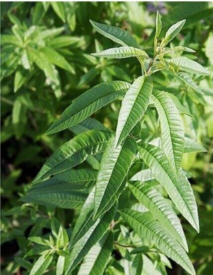 Verveine fraîche