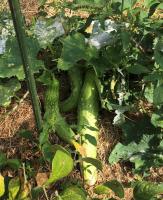 Concombre vert (plant)