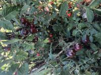 Tomate cerise bleue ( plant)