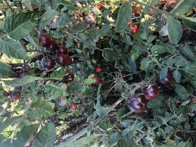 Tomate cerise bleue ( plant)