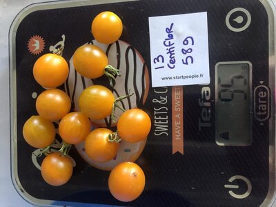 Tomate cerise orange (plant)